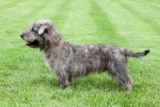 Raseprofil: Irish glen of imaal terrier