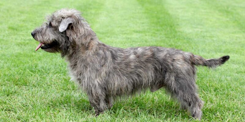 Raseprofil: Irish glen of imaal terrier