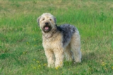 Raseprofil: Irish softcoated wheaten terrier