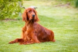 Raseprofil: Irsk setter
