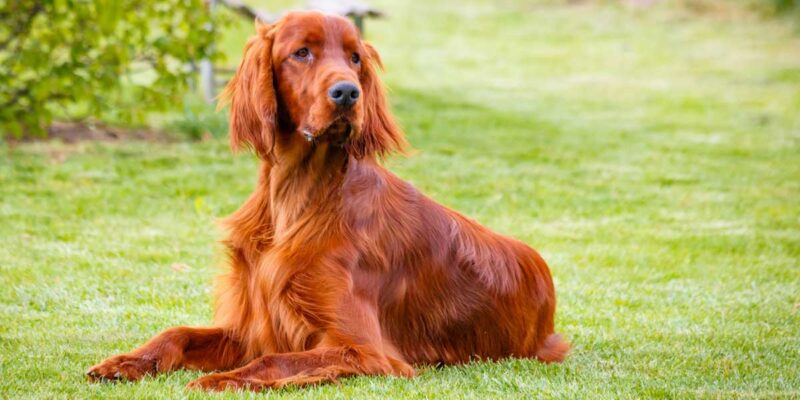 Raseprofil: Irsk setter