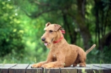 Raseprofil: Irsk terrier
