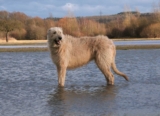 Raseprofil: Irsk ulvehund