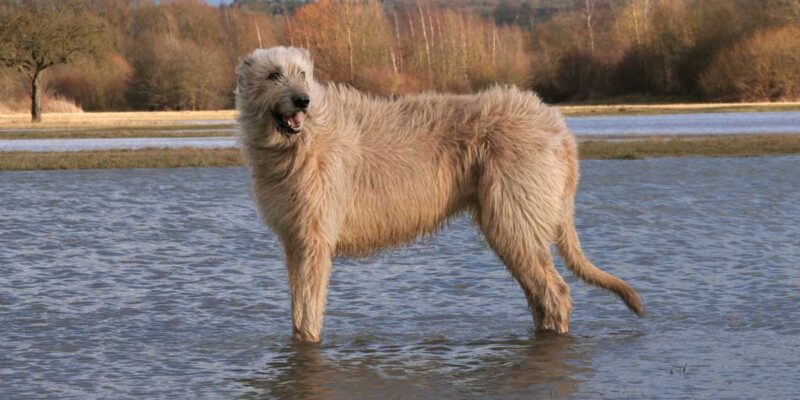 Raseprofil: Irsk ulvehund