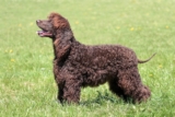 Raseprofil: Irsk vannspaniel