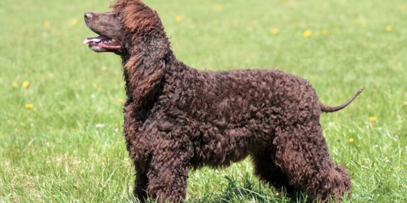 Raseprofil: Irsk vannspaniel