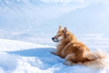 Raseprofil: Islandsk fårehund