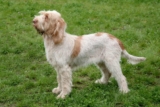 Raseprofil: Italiensk spinone