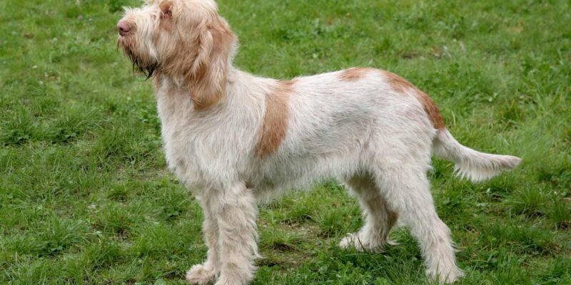 Raseprofil: Italiensk spinone