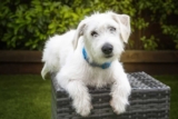 Raseprofil: Jack-a-poo