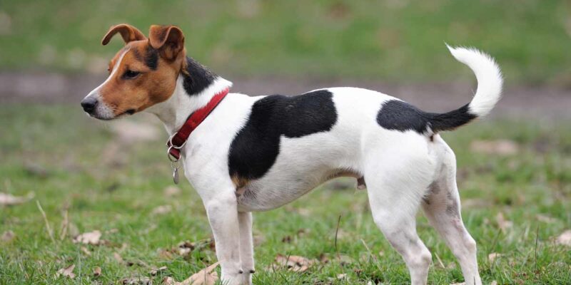 Raseprofil: Jack russell terrier