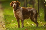 Raseprofil: Jaktcocker