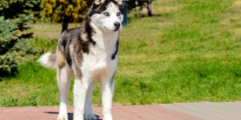 Raseprofil: Jakutisk laika (Yakutian laika)