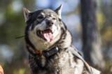 Raseprofil: Jämthund