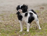 Raseprofil: Japanese chin