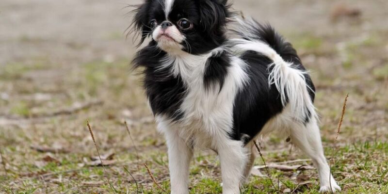 Raseprofil: Japanese chin