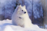 Raseprofil: Japansk spisshund