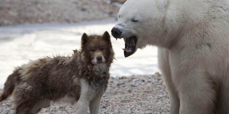 Raseprofil: Kanadisk eskimohund
