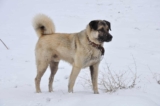 Raseprofil: Anatolsk gjeterhund (kangal)