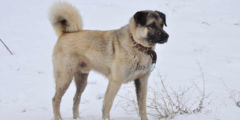 Raseprofil: Anatolsk gjeterhund (kangal)