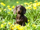 Raseprofil: Kanindachshund