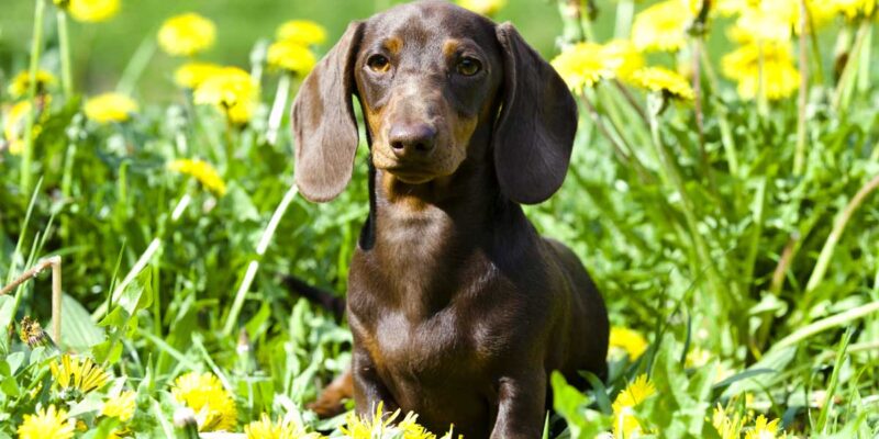 Raseprofil: Kanindachshund