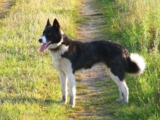 Raseprofil: Karelsk bjørnehund