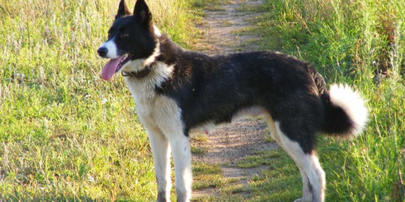 Raseprofil: Karelsk bjørnehund