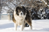 Raseprofil: Kaukasisk ovtcharka (Russisk bjørnehund)