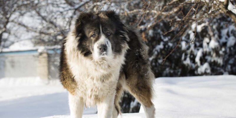 Raseprofil: Kaukasisk ovtcharka (Russisk bjørnehund)
