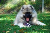 Raseprofil: Keeshond