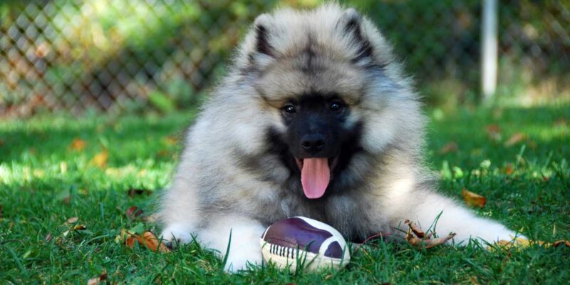 Raseprofil: Keeshond