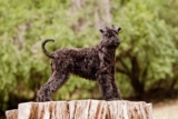 Raseprofil: Kerry blue terrier