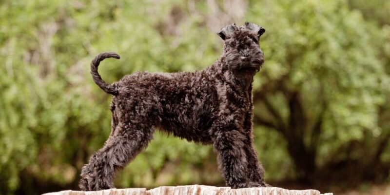 Raseprofil: Kerry blue terrier