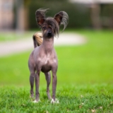 Raseprofil: Kinesisk nakenhund