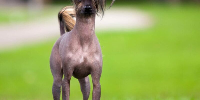 Raseprofil: Kinesisk nakenhund