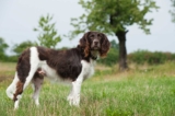 Raseprofil: Kleiner münsterländer
