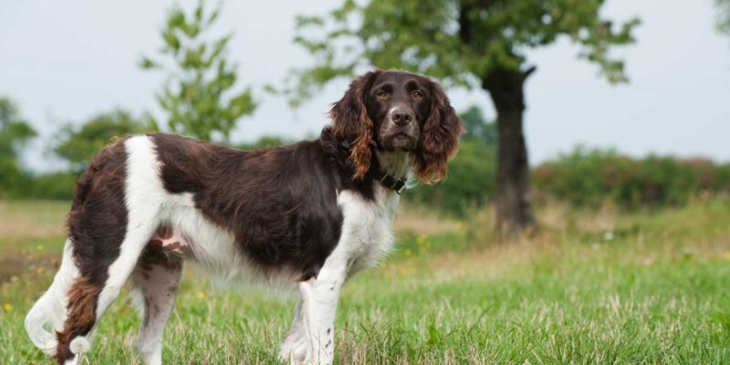 Raseprofil: Kleiner münsterländer