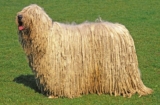 Raseprofil: Komondor