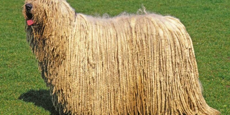 Raseprofil: Komondor