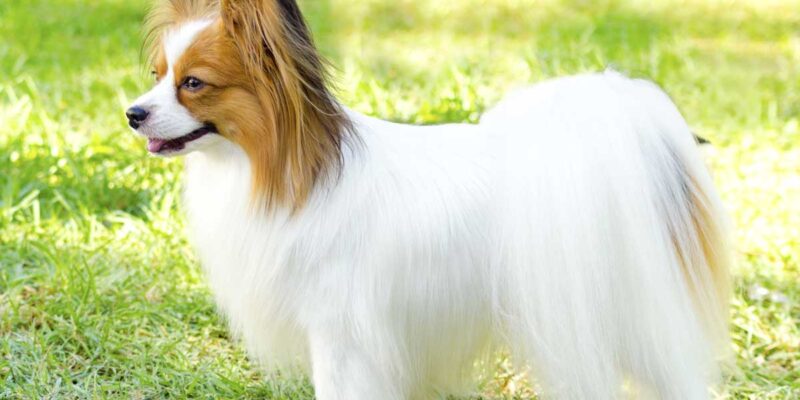 Raseprofil: Kontinental toy spaniel (papillon og phalene)