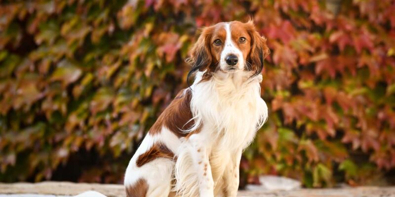 Raseprofil: Kooikerhund