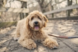 Raseprofil: Labradoodle