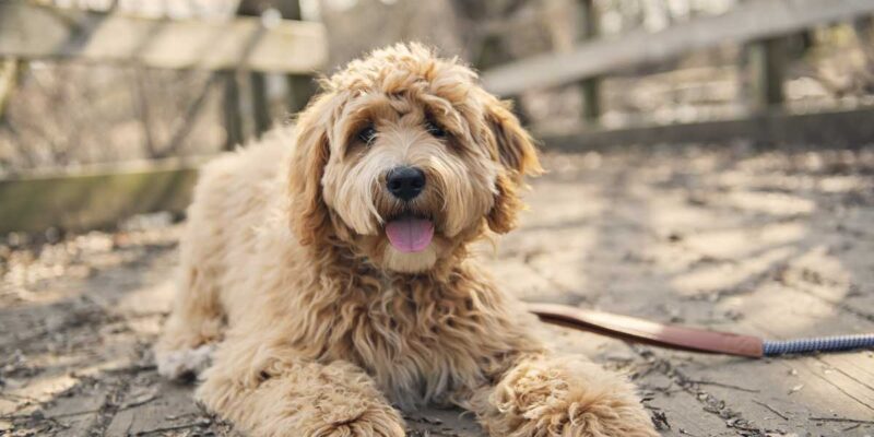 Raseprofil: Labradoodle