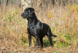Raseprofil: Labrador retriever