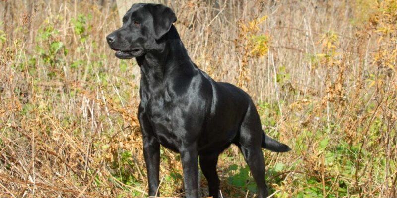 Raseprofil: Labrador retriever