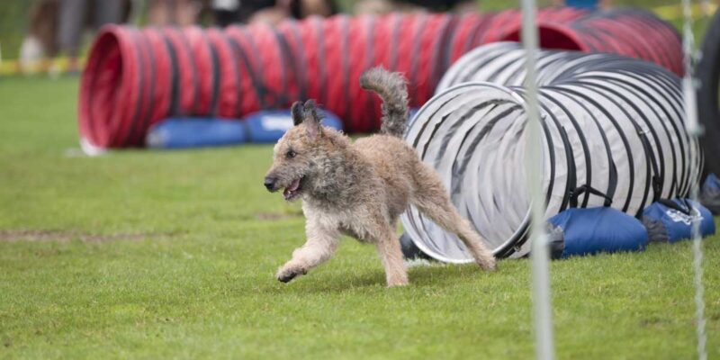 Raseprofil: Laekenois