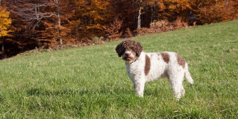Raseprofil: Lagotto romagnolo (italiensk vannhund)