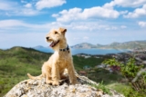 Raseprofil: Lakeland terrier
