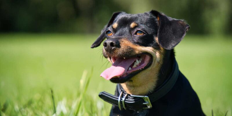 Raseprofil: Lancashire heeler
